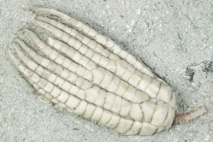 Fossil Crinoid (Sarocrinus) - Crawfordsville, Indiana #291751
